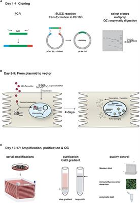 CAV-2 Vector Development and Gene Transfer in the Central and Peripheral Nervous Systems